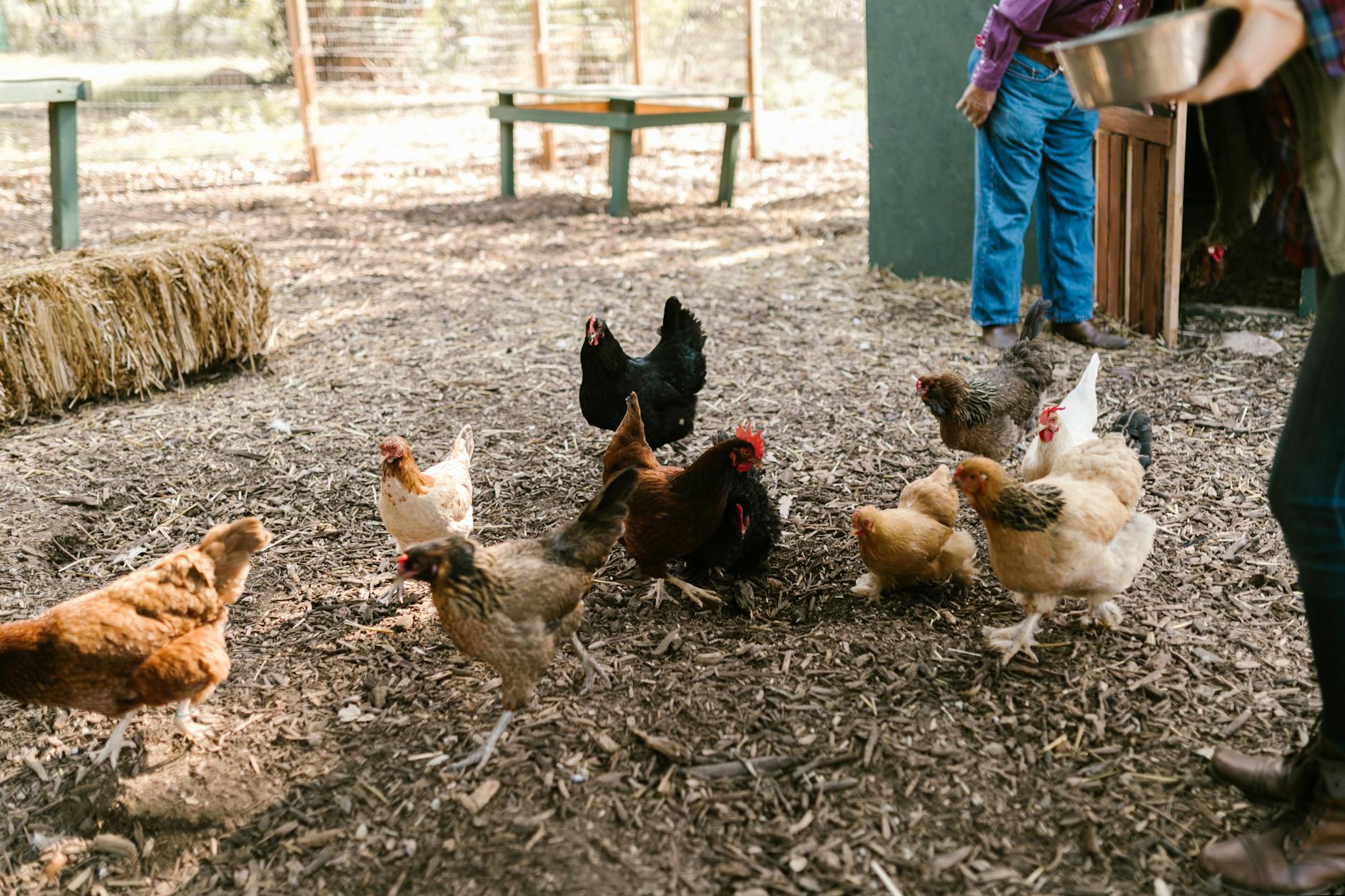 Kinder beim Hühnerfüttern auf dem Hof