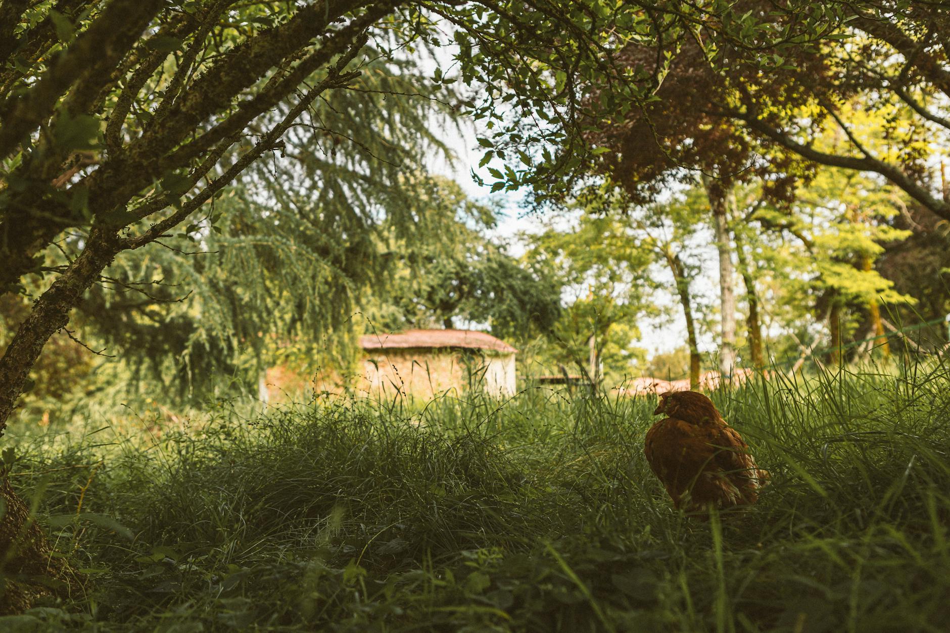 Garten mit Hochbeeten und Hühnerstall