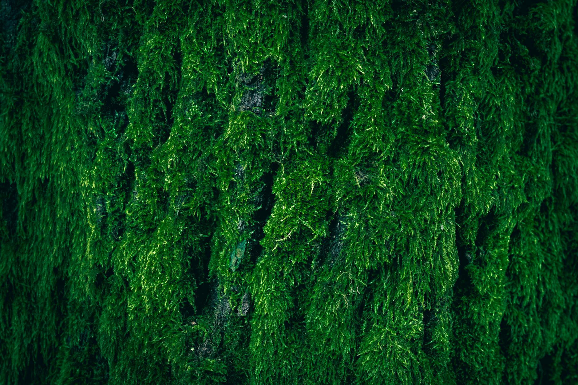 Moos im Wald, Detailaufnahme