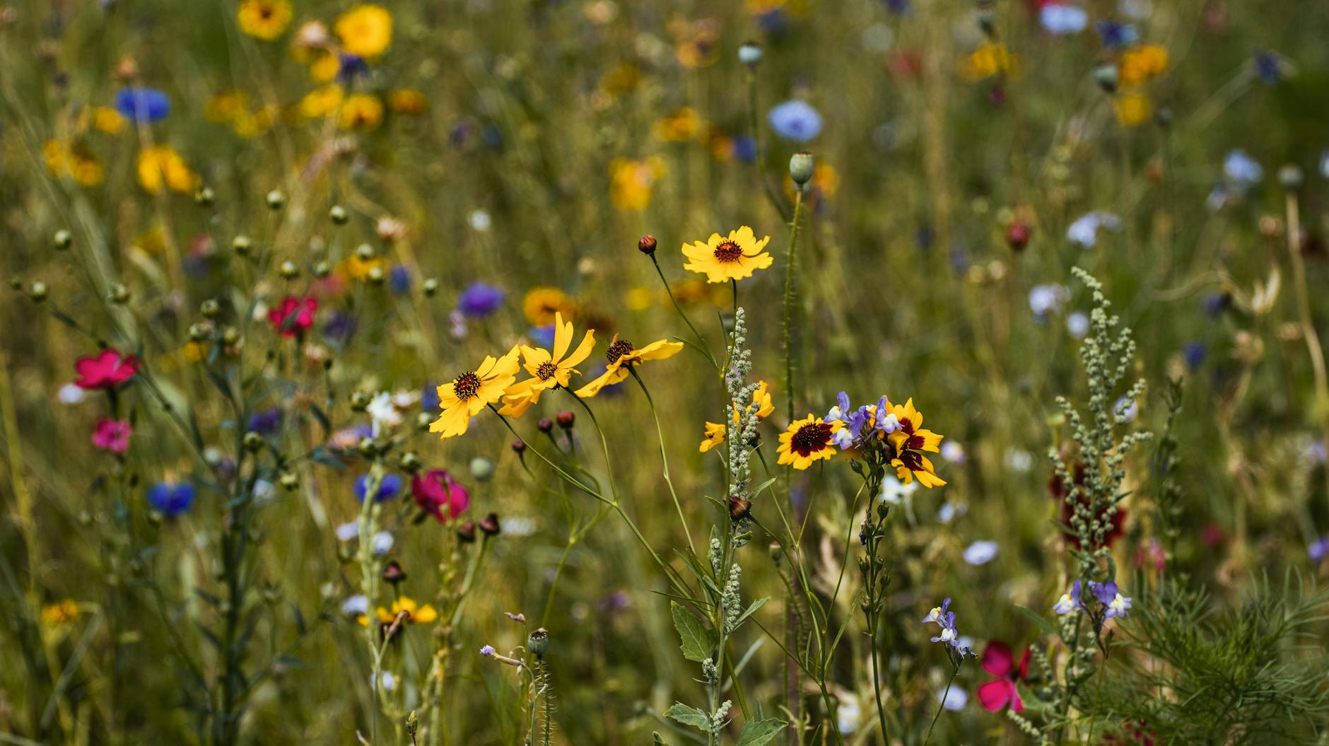 Blühende Wildblumen