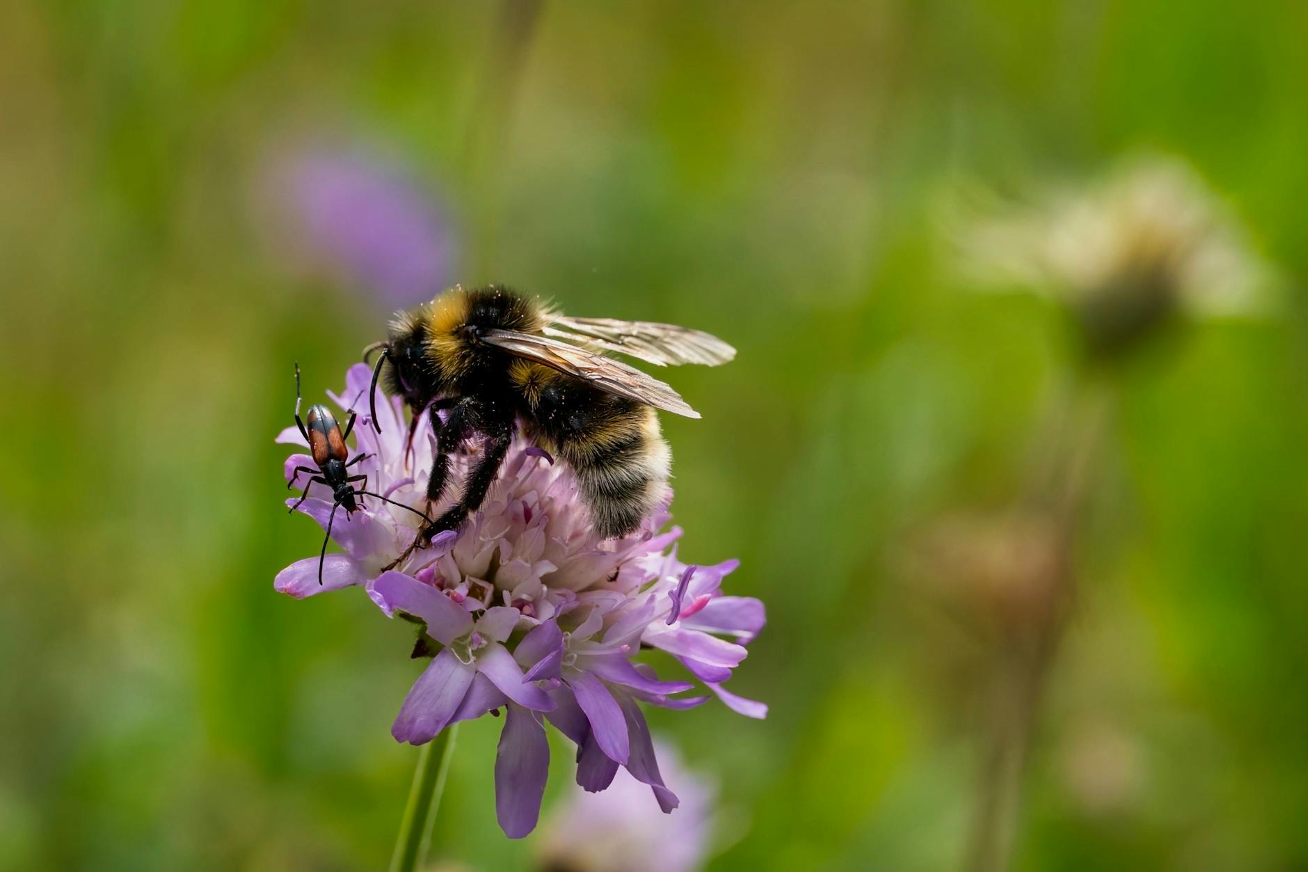 Biene auf einer Blüte